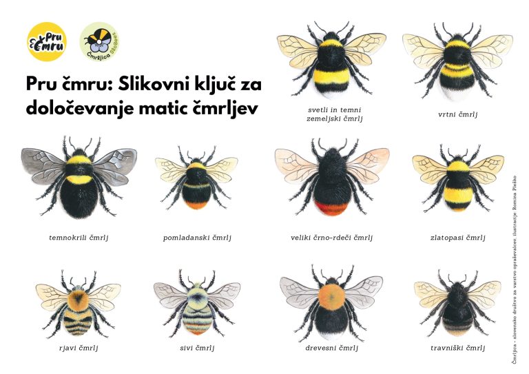 Pri prepoznavanju vrst si lahko pomagate s slikovnim ključem za določanje matic